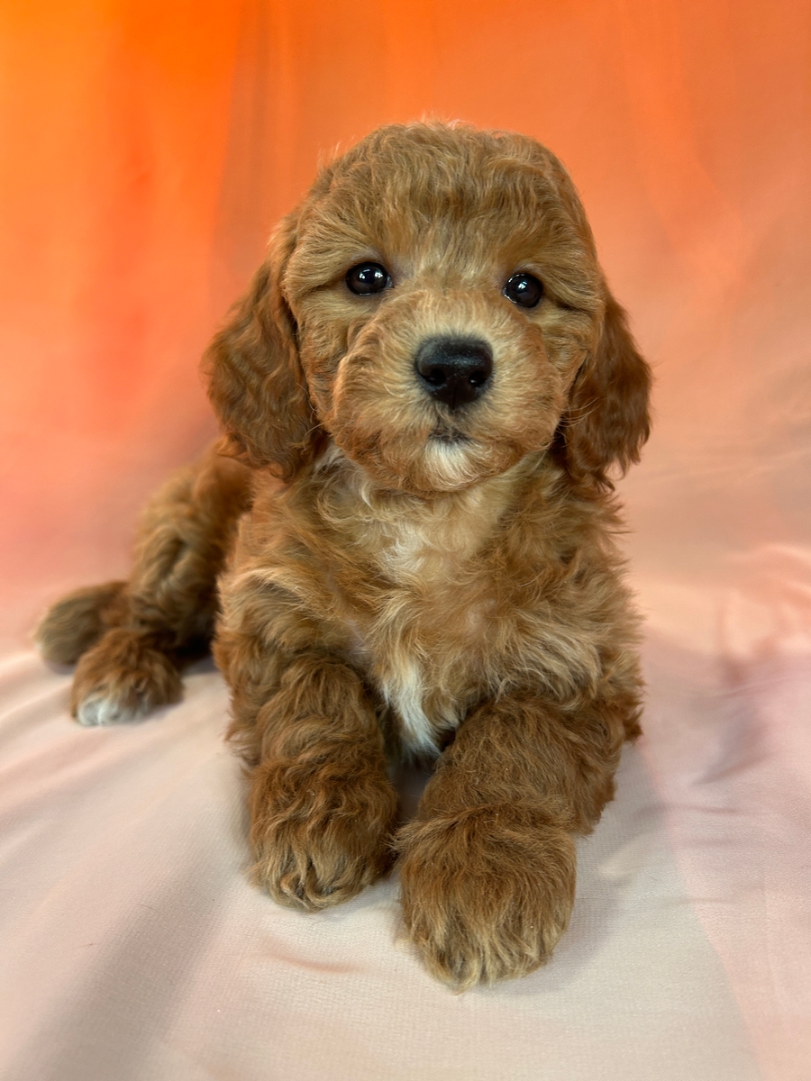 Female F1b Bichon Poodle Pup for Sale $1200 DOB 1-17-2024